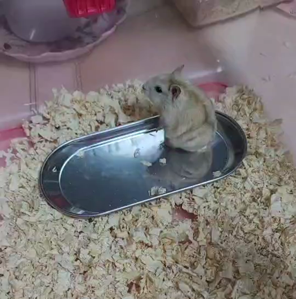 けなげなコロナ対策の記事動画