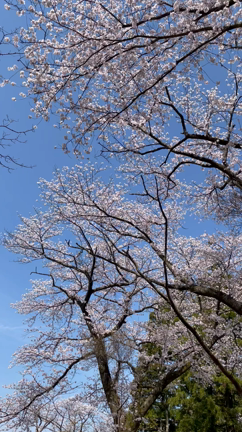 薬勝寺池の桜の記事動画