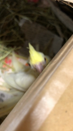 なんだろの記事動画