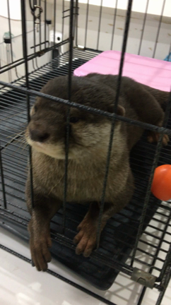 カワウソカフェの記事動画