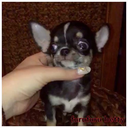 竹千代の記事動画