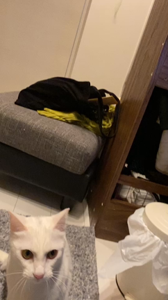 保護猫のはくちゃんの記事動画