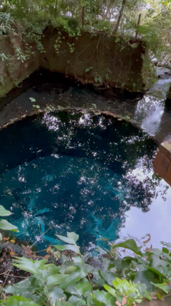 【三島旅行】初日に見たみずみずしいものの記事動画