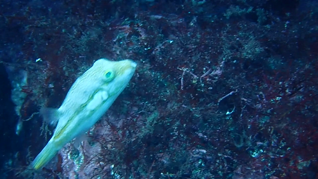 アルビノのキタマクラの記事動画