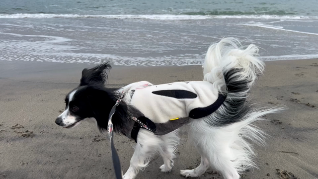 イバフォルニア/MAHALOの記事動画