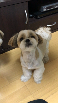 おかあさんのくまもんが…の記事動画