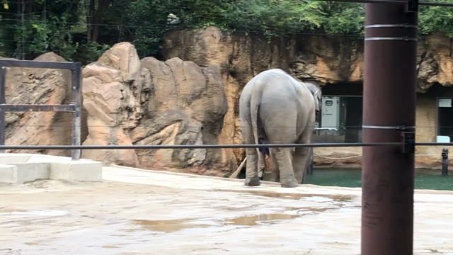 別居報道を聞き、駆けつけました！の記事動画