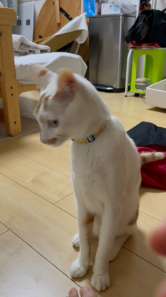 僕は出来る子の記事動画