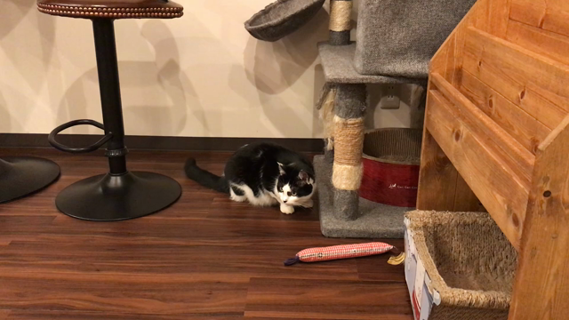 荒ぶるふうちゃんの記事動画