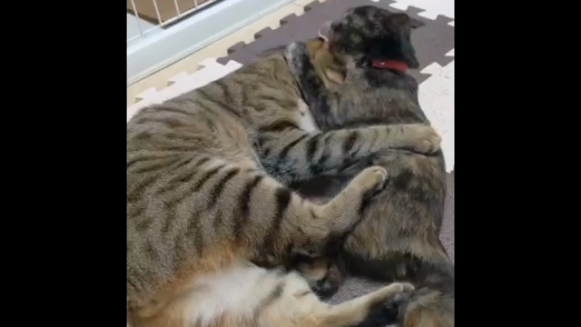 サビ猫成長日記更新!!⑬の記事動画