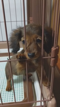 新しい家族の記事動画