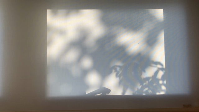 木の葉のシルエットの記事動画