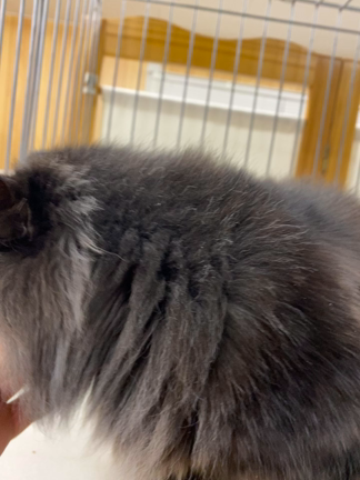 続、モナ婆の記事動画