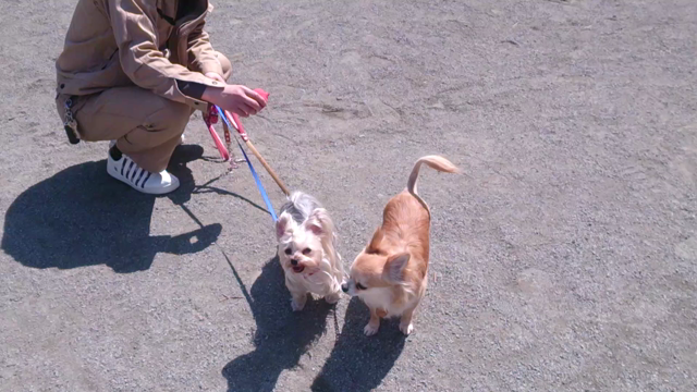 理想と現実の記事動画