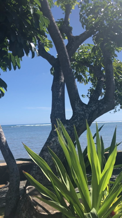 ★新しいハワイの挙式会場の記事動画