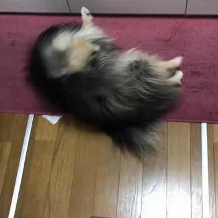 今日のわんこの記事動画