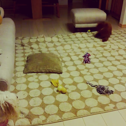 らぶらぶ♡なわんずの記事動画