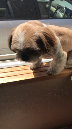 降りれないなら登らないて（涙）の記事動画