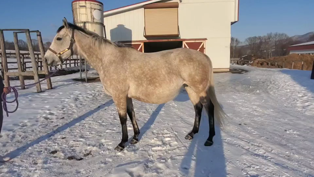サンライズシェル出産間近(予定日2月2日)の記事動画
