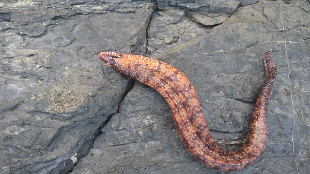 撃◯ 追記の記事動画