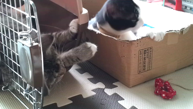 にーちゃんが先！の記事動画