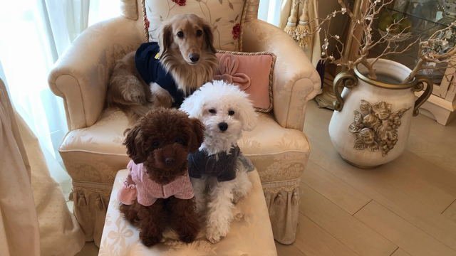 大晦日☆今年もお世話になりました♪の記事動画