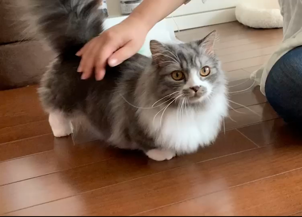 こねこのすみか卒業生特集の記事動画