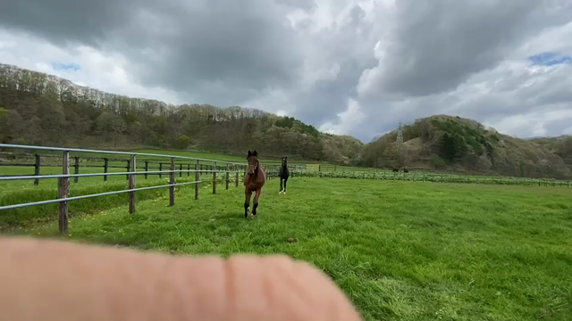 ターファイト１歳近況(2020.5.21)の記事動画