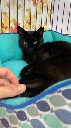 家猫クロちゃんの記事動画