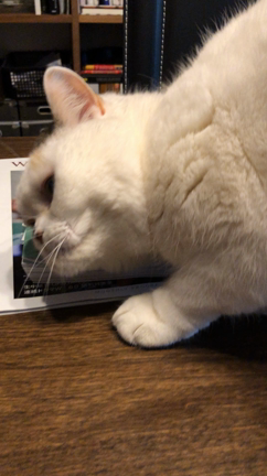 トントンスリスリと念入り毛づくろいの様子の記事動画