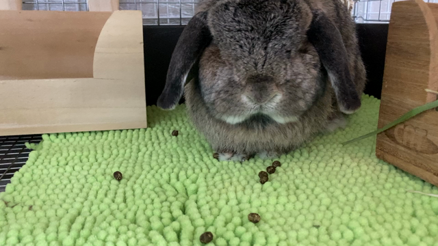 ☆点鼻薬卒業☆の記事動画