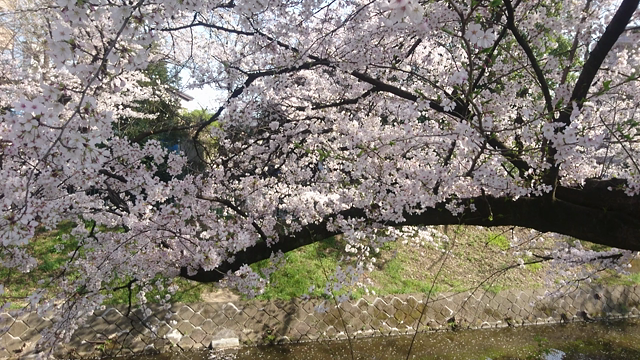 言葉4/2の記事動画