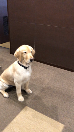 お見事！の記事動画