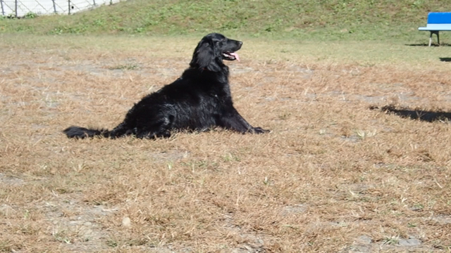 ラン(’-’*)♪ ～蓮～の記事動画