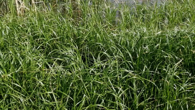 河口湖、へらぶな、ハタいていても1枚のみの記事動画