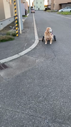 エコロジーという破壊。の記事動画