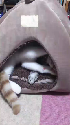 傍若無人 くうちゃんの記事動画