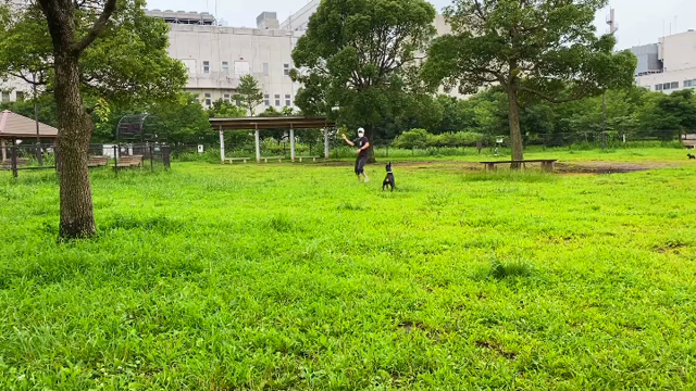 つばさドッグランの記事動画