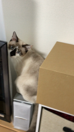 ネズミさんの足の色の記事動画