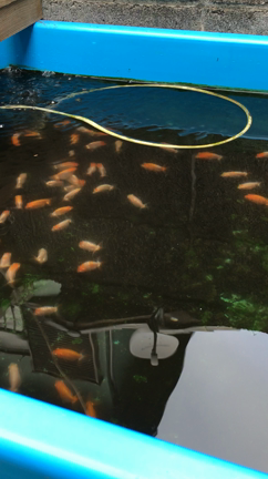 GO！  ポケモンGOじゃないよ笑の記事動画