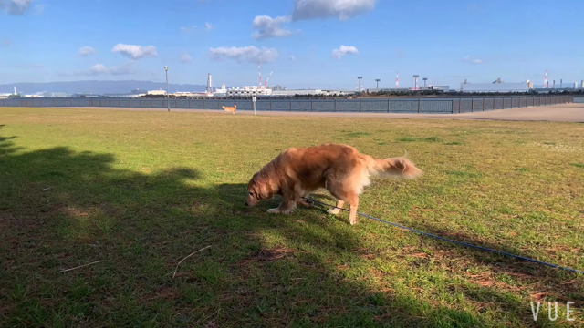 ドッグラン動画vol.1919の記事動画