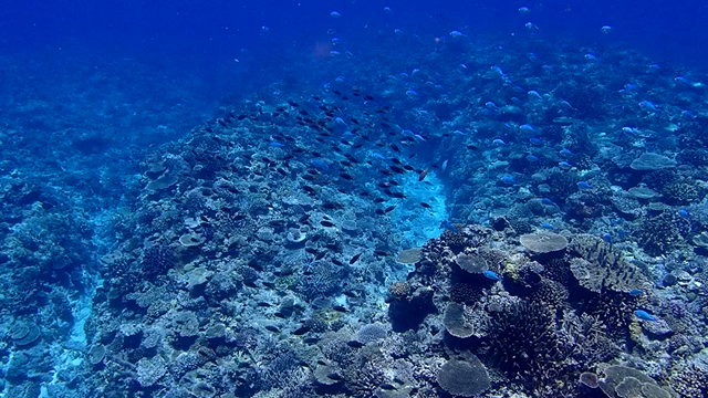 沖縄行くぞーの記事動画