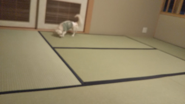 こむぎと伊勢志摩の旅一日目の記事動画