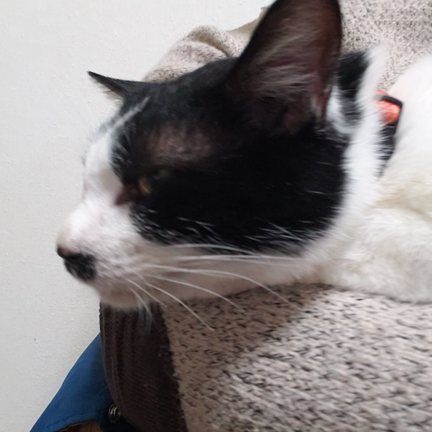 【猫のこと】マンソン駆除のその後の記事動画