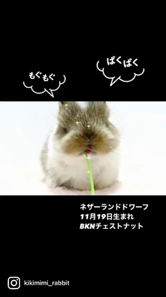 11/19生まれのネザーちゃん達Ⅲ♪の記事動画