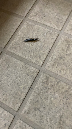 今年初のヤモリさんご来院の記事動画