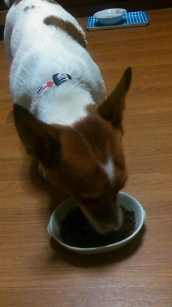 当選☆フィッシュ4ドックの記事動画