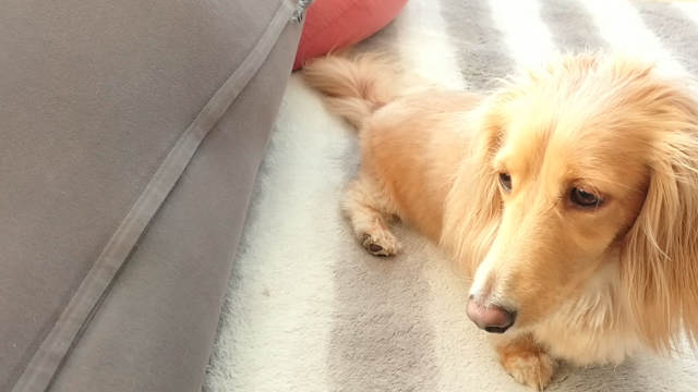 ジルベール風。の記事動画