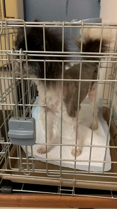 新入り紹介の記事動画