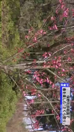 俣野別邸庭園さくら祭りの記事動画